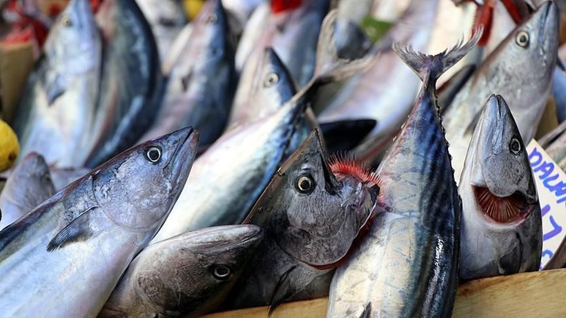 Palamut Bereketiyle Geldi: Fiyatı Belli Oldu - Resim: 5